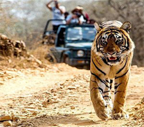 ranthambore sightseein tour